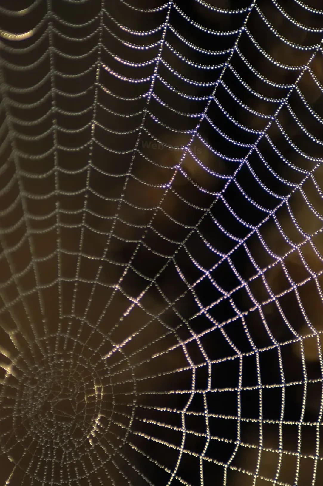 Web Labels 15